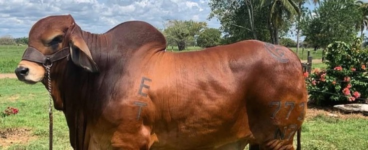 Ambato Vive 2026: La gran cita ganadera y culinaria del centro del país abre sus puertas