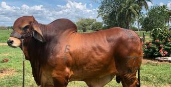 Ambato Vive 2026: La gran cita ganadera y culinaria del centro del país abre sus puertas